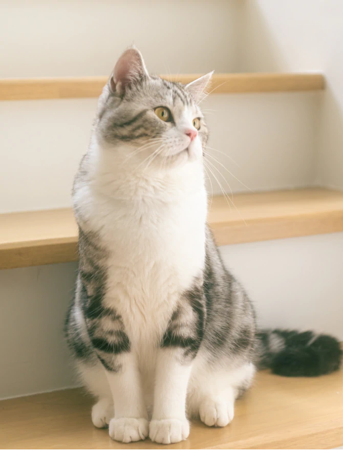 Home_Serving_Beaver_Left