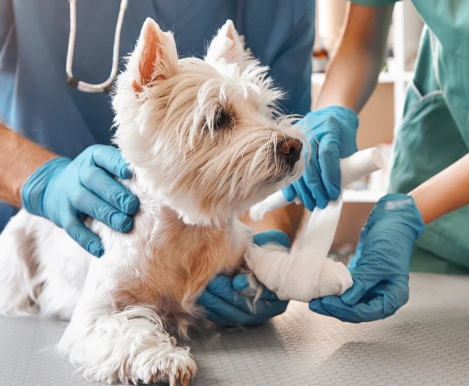 Home_Serving_Beaver_Right